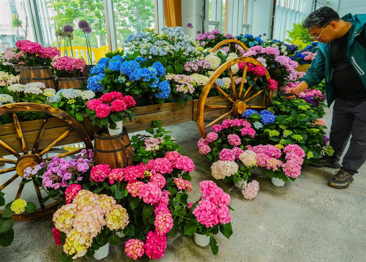 7、花木温室里的鲜花名卉展：绣球.jpg